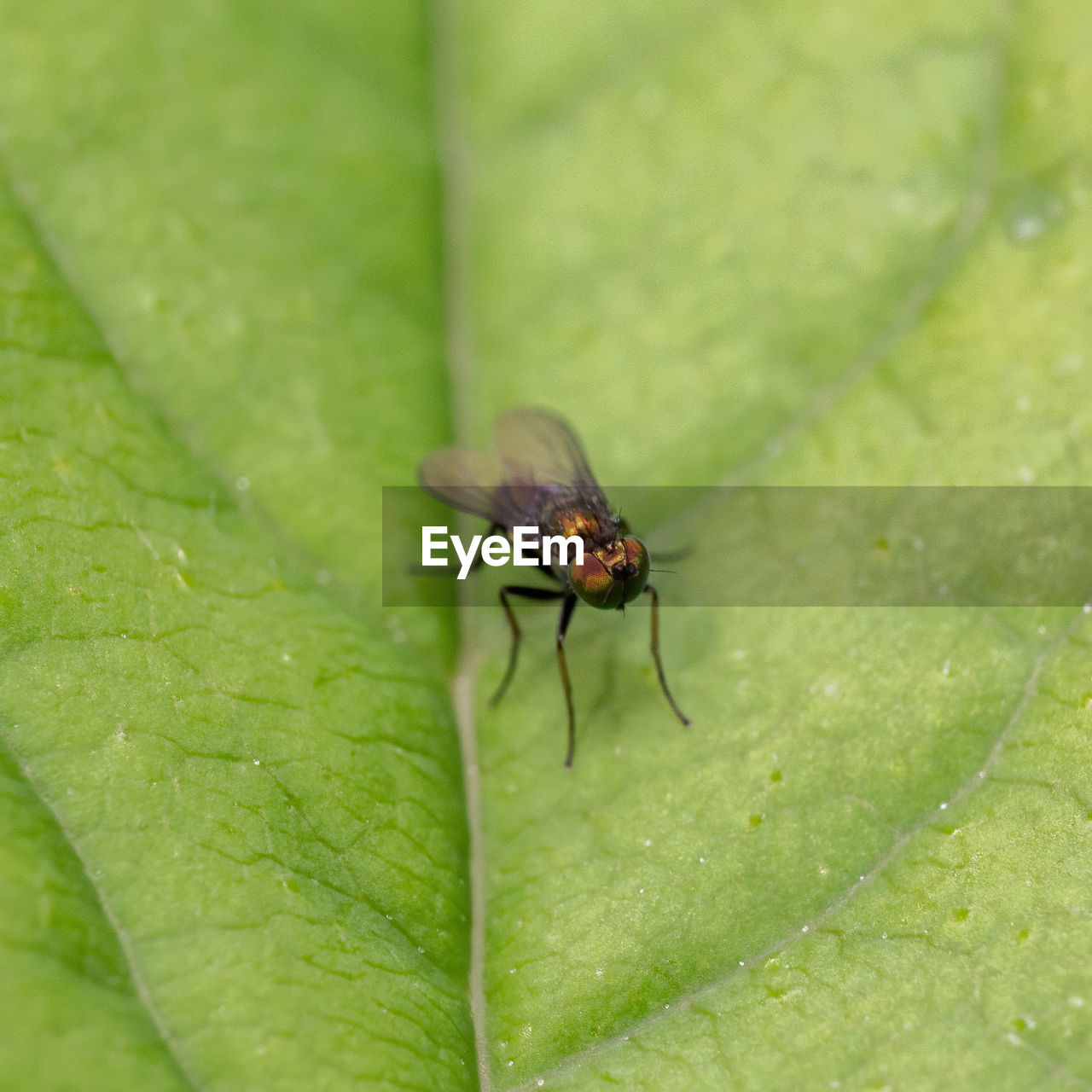 CLOSE-UP OF FLY ON GREEN LEAF