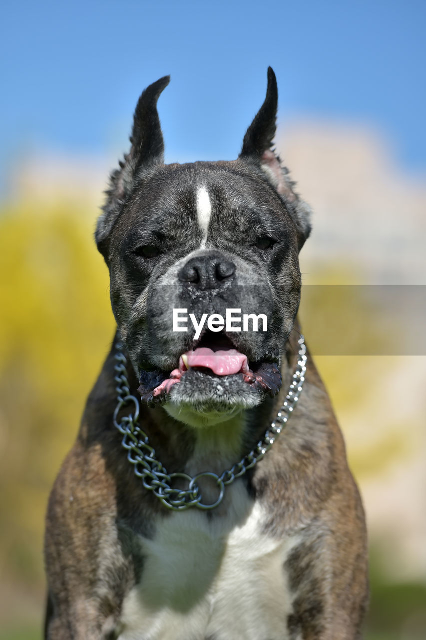 CLOSE-UP OF A DOG LOOKING AWAY