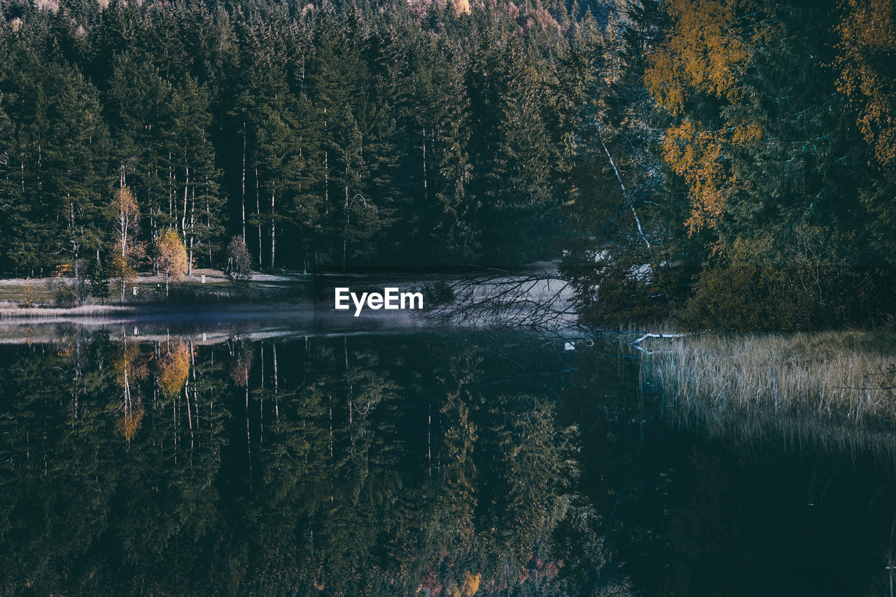 Scenic view of lake in forest