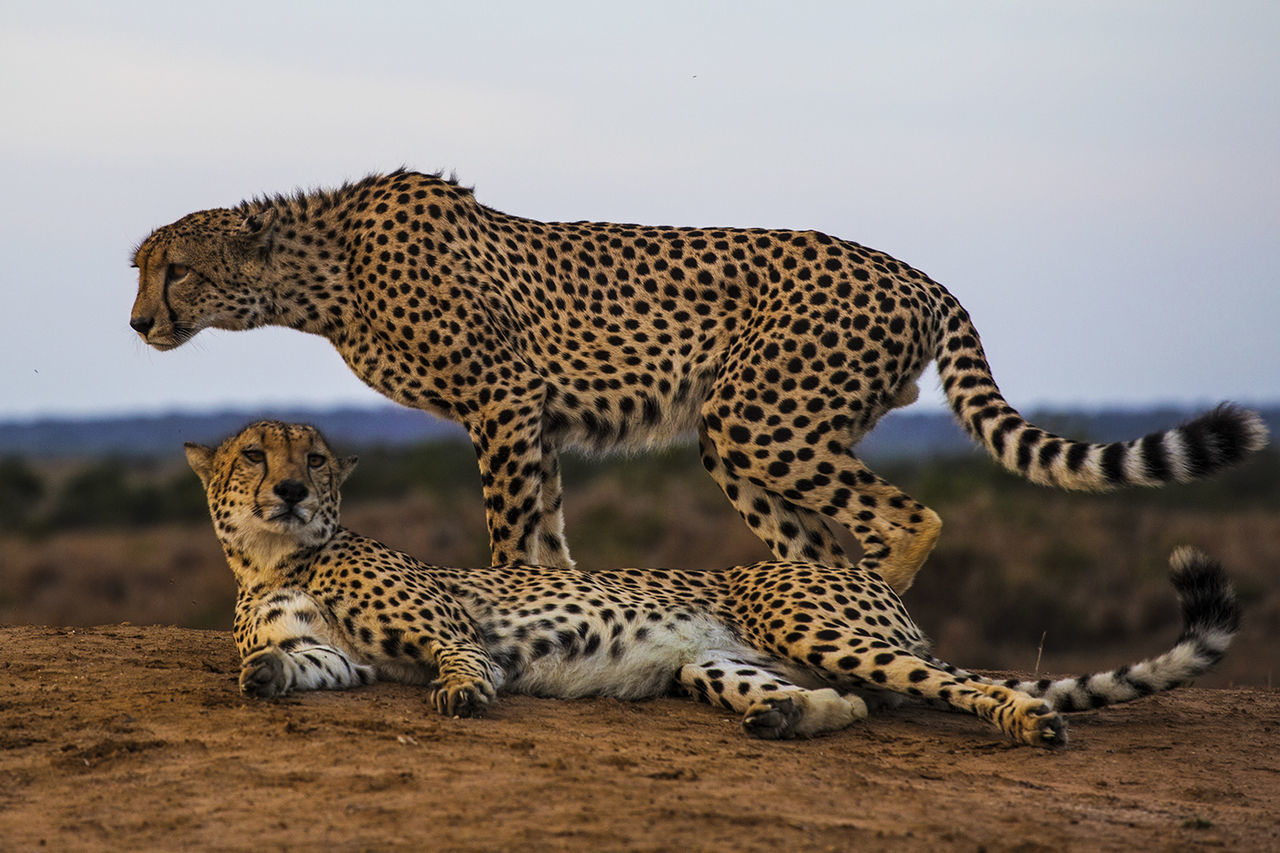 Relaxed cheetahs looking away