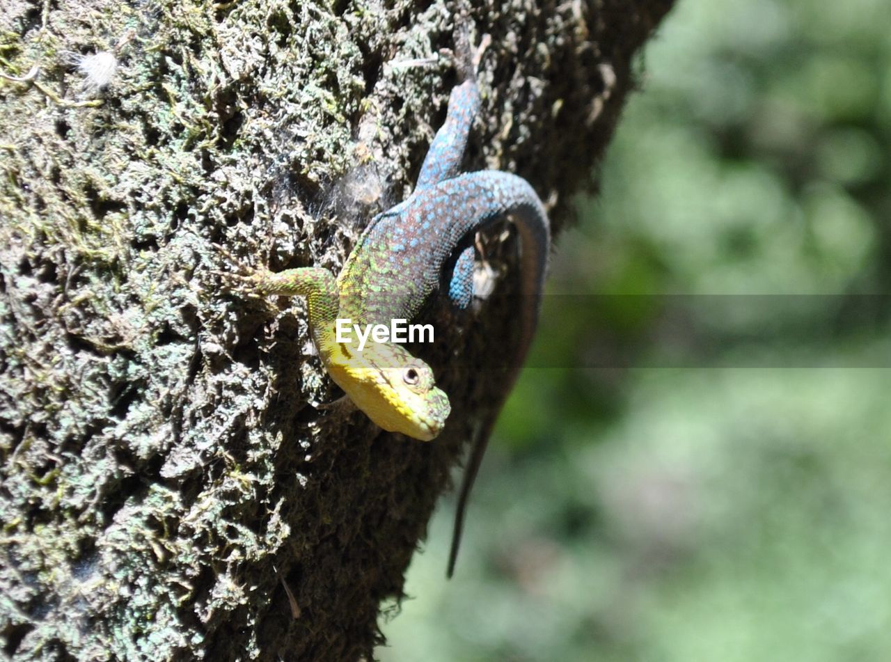 Close-up of lizard on tree trunk