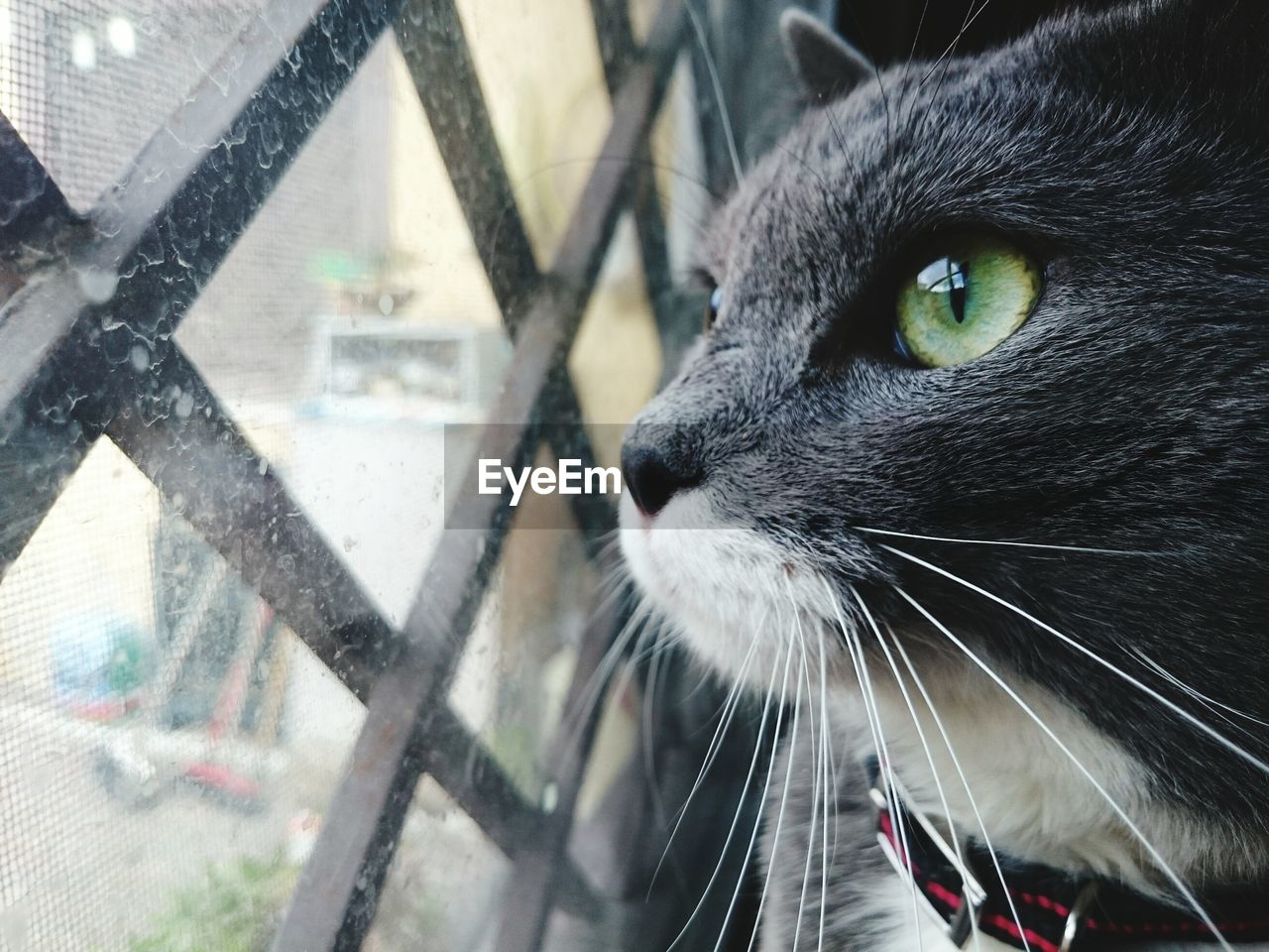 Close-up portrait of cat