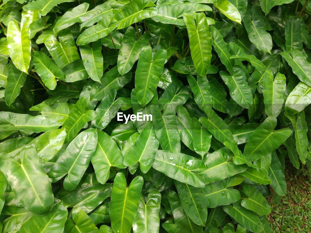 HIGH ANGLE VIEW OF CHOPPED LEAVES