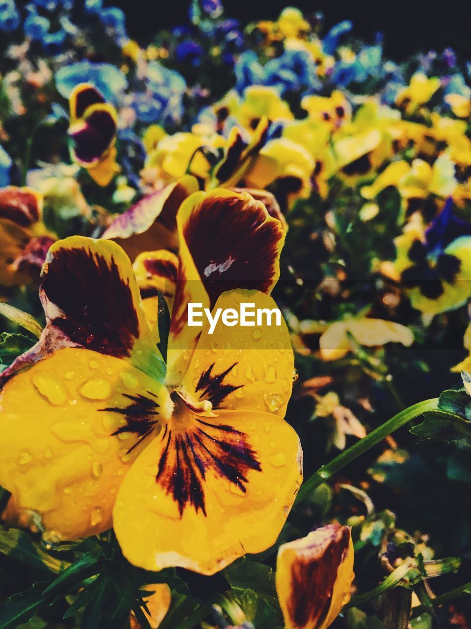 CLOSE-UP OF YELLOW FLOWERS BLOOMING IN PARK