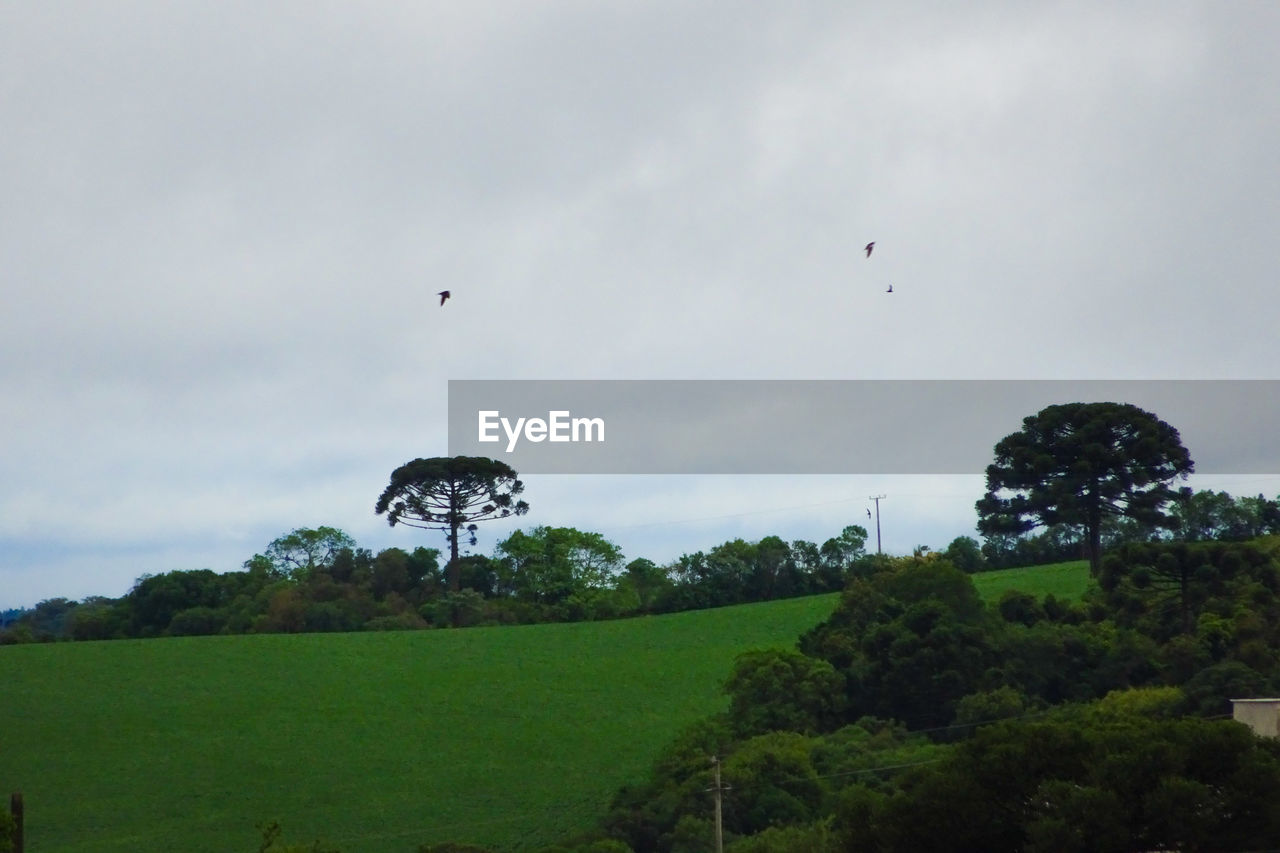 BIRD FLYING OVER TREES ON FIELD AGAINST SKY