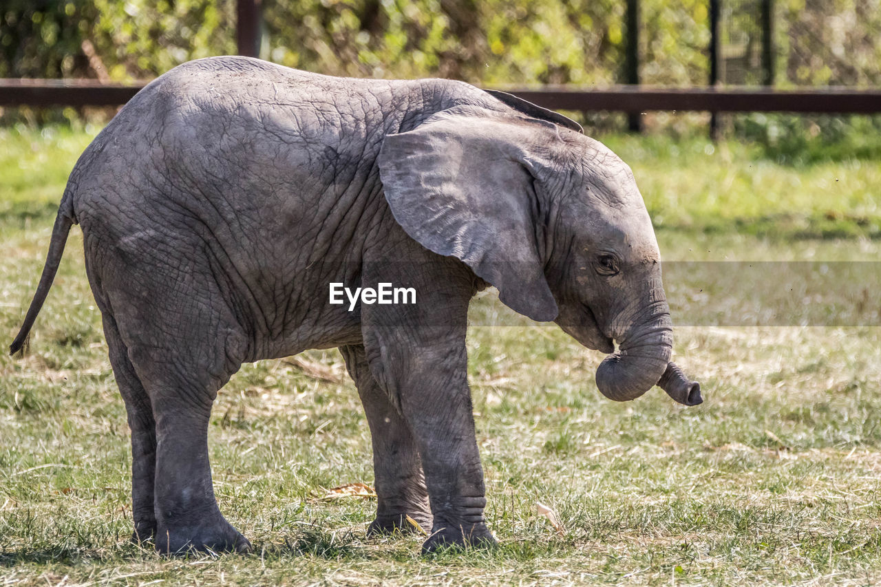 ELEPHANT IN A FIELD