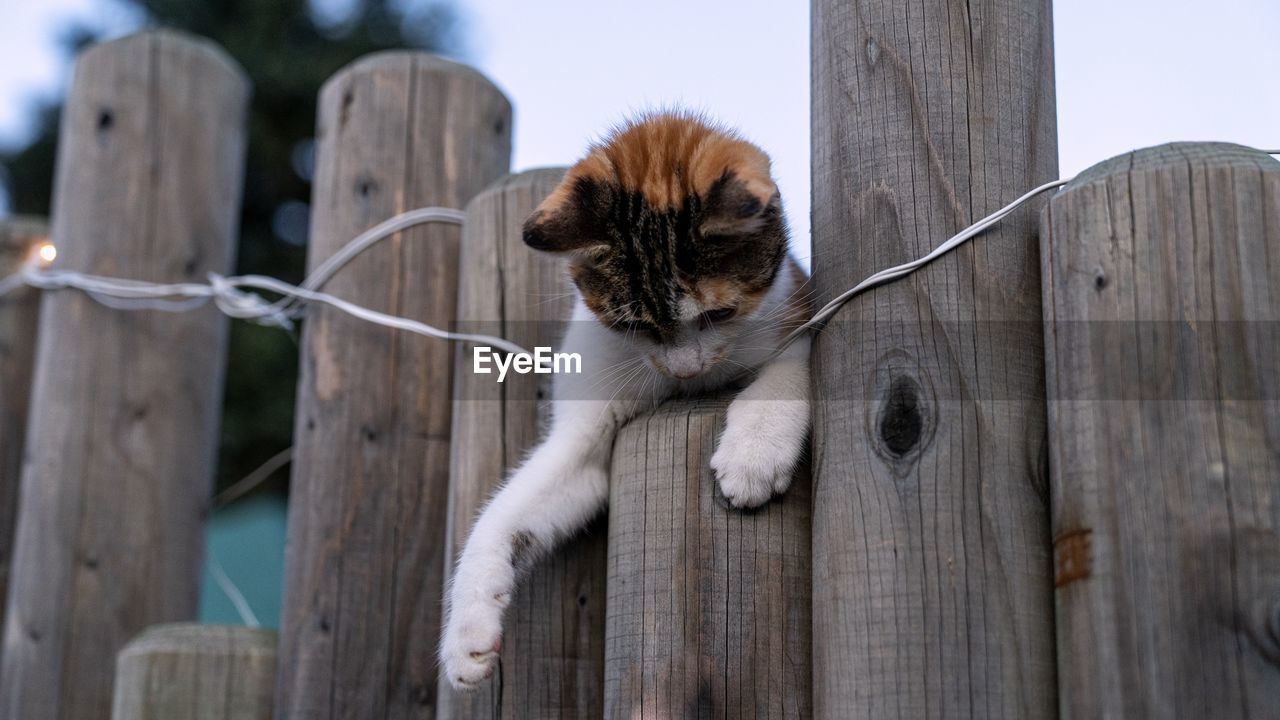 Portrait of a cat on wooden fence