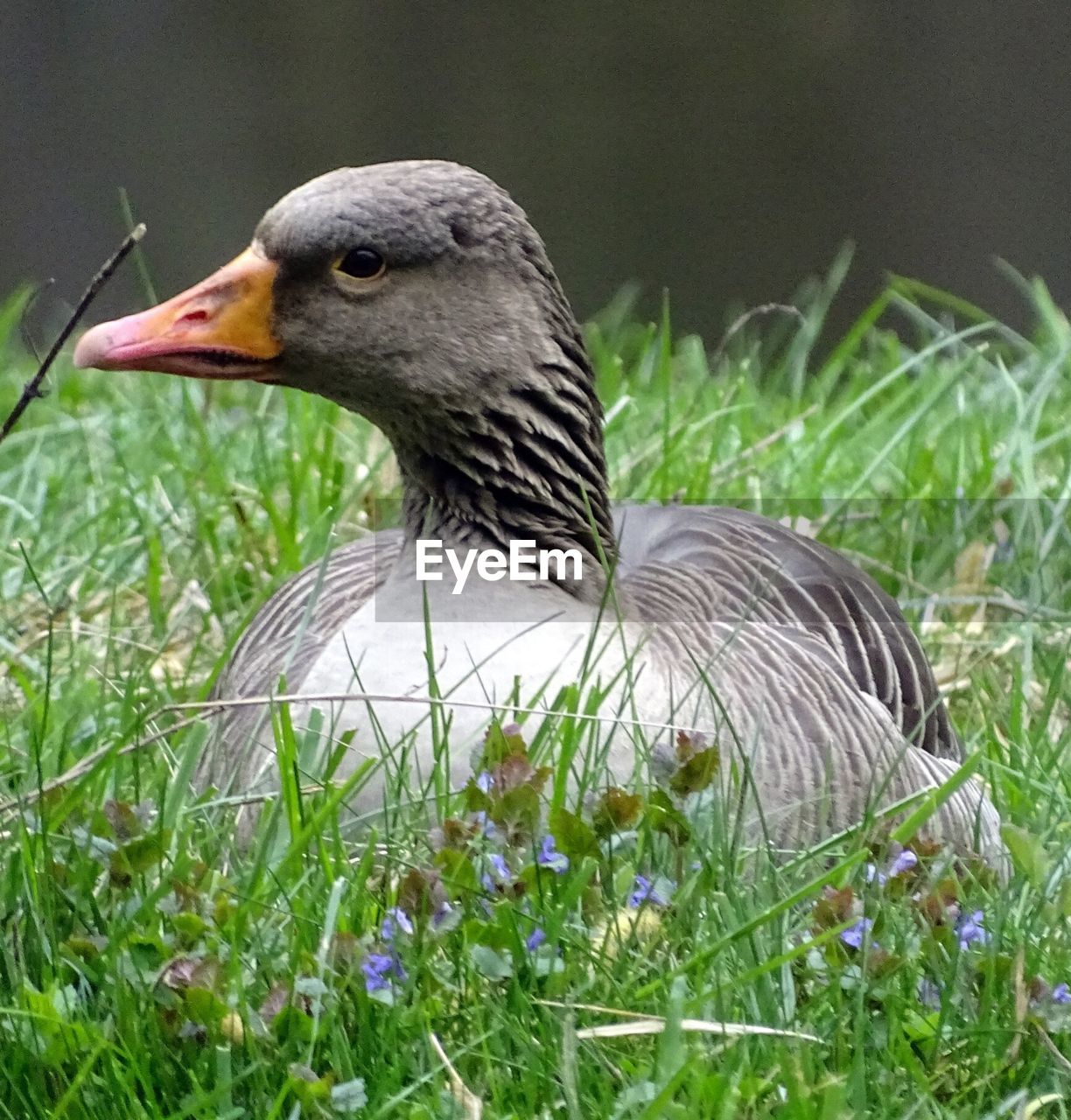 Close-up of greylag goose on grass