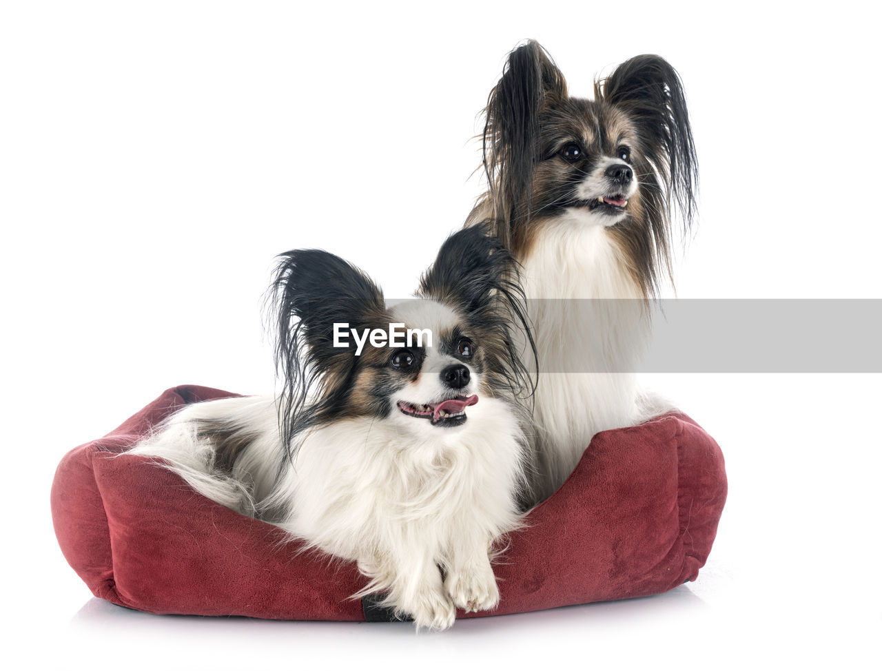 PORTRAIT OF A DOG WITH WHITE BACKGROUND