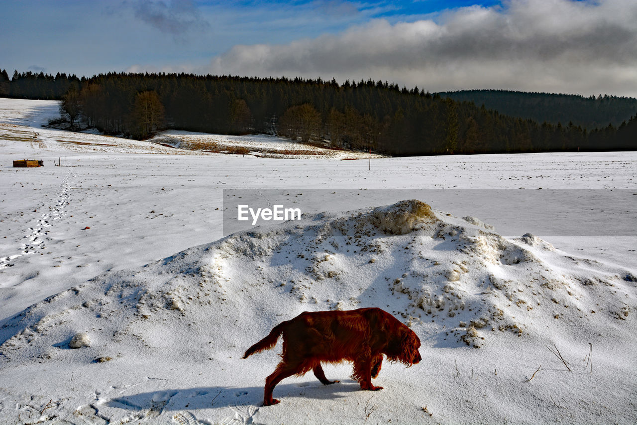 winter, snow, animal, animal themes, mammal, one animal, dog, domestic animals, cold temperature, nature, landscape, environment, pet, canine, land, sky, no people, carnivore, cloud, mountain, scenics - nature, day, beauty in nature, water, animal wildlife, outdoors