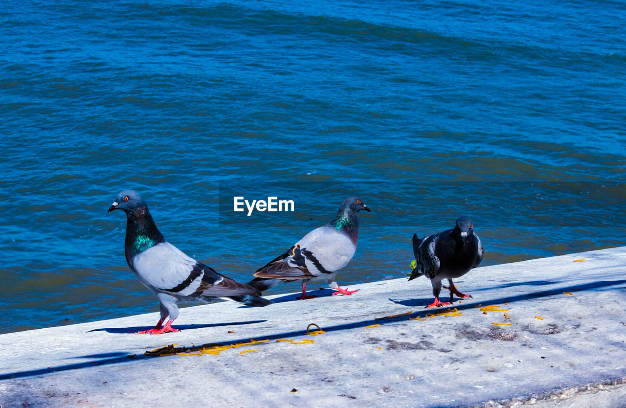 Birds perching on shore