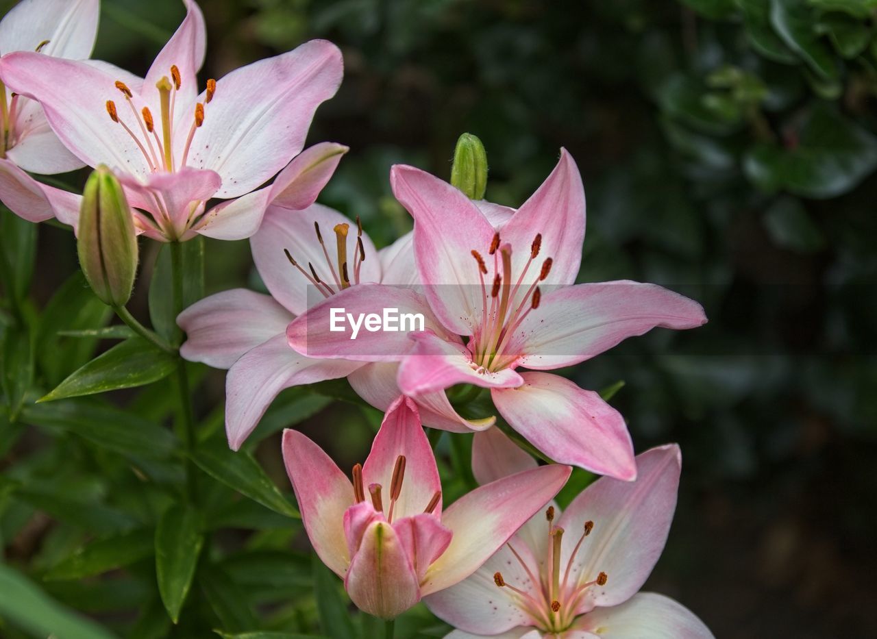 Close-up of pink lily flowers