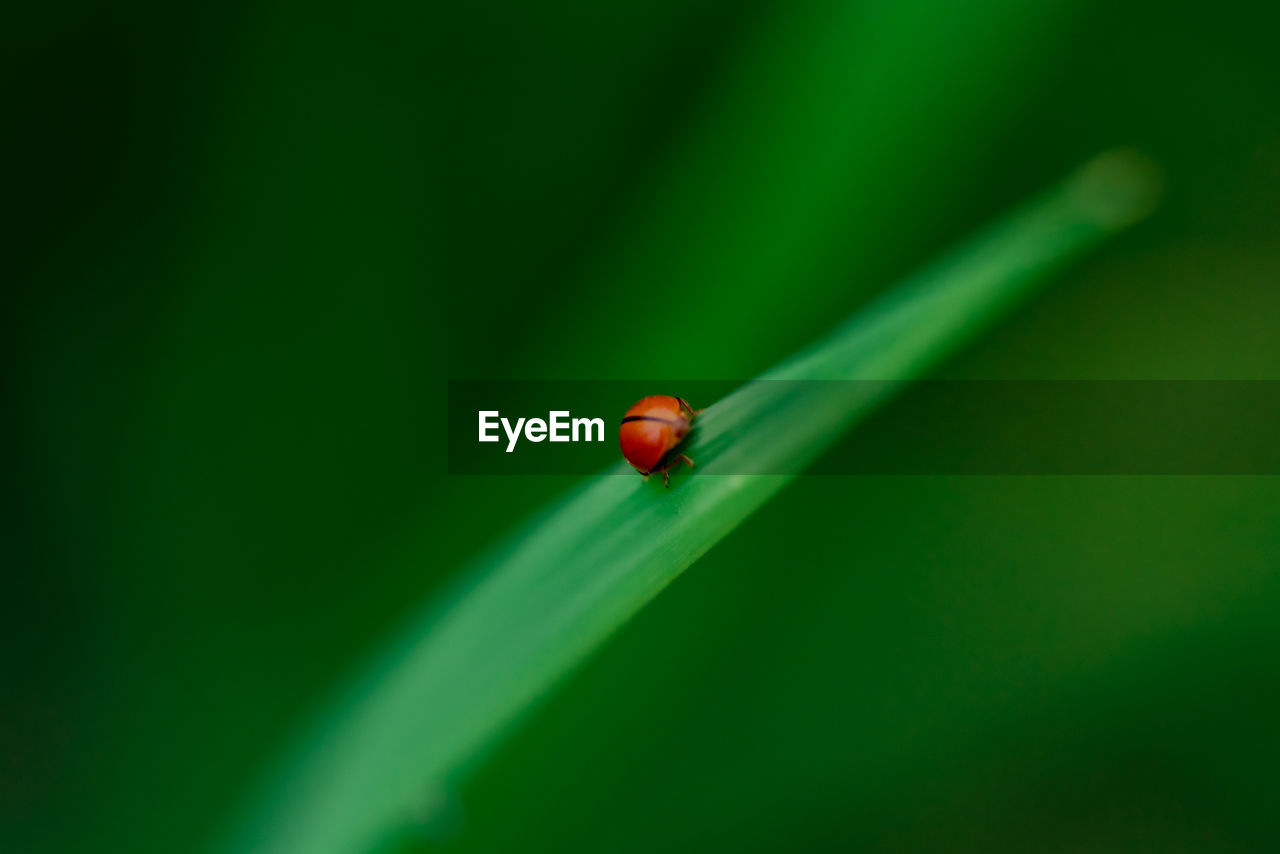 Close up ladybug with rice leaves and green soft focus background.