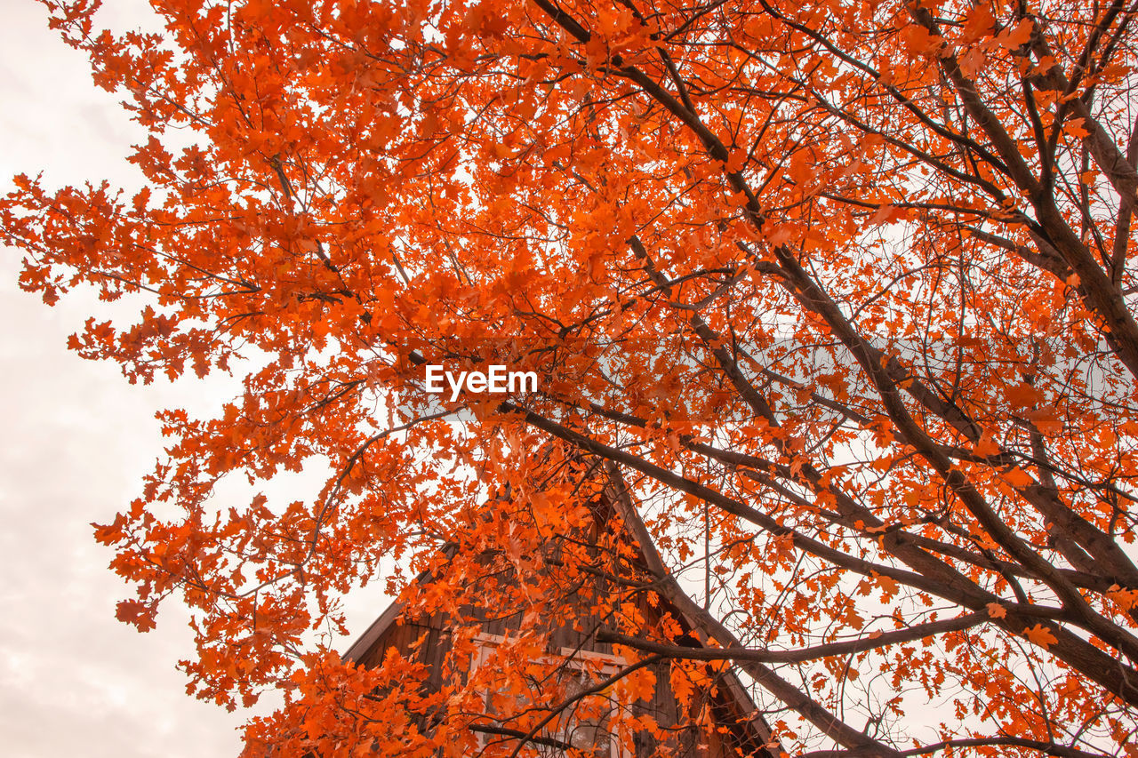 tree, autumn, plant, branch, orange color, nature, beauty in nature, low angle view, sky, plant part, leaf, no people, outdoors, day, tranquility, maple, red, growth, environment, scenics - nature, backgrounds, cloud