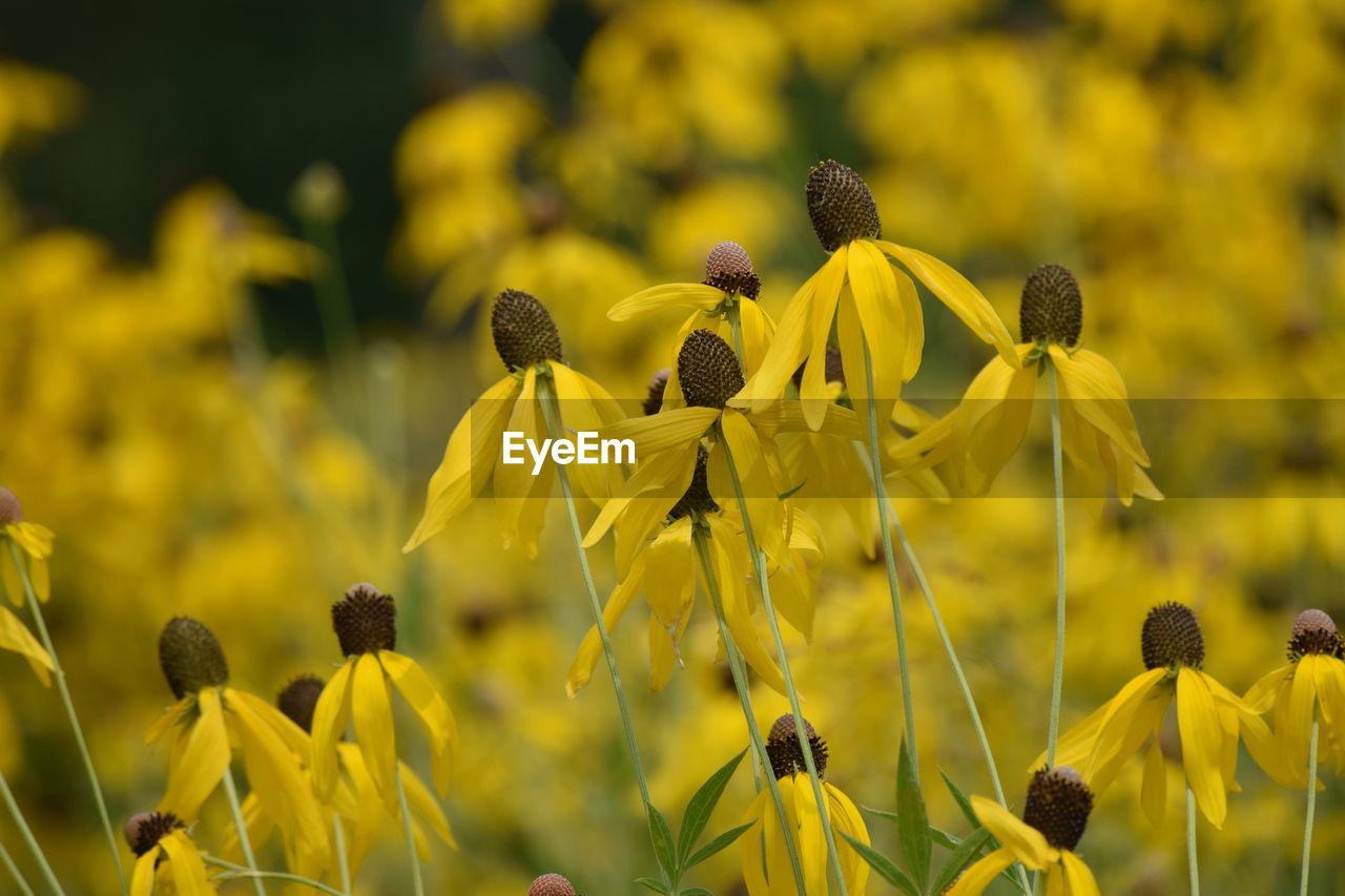 Close-up of yellow flowering plant