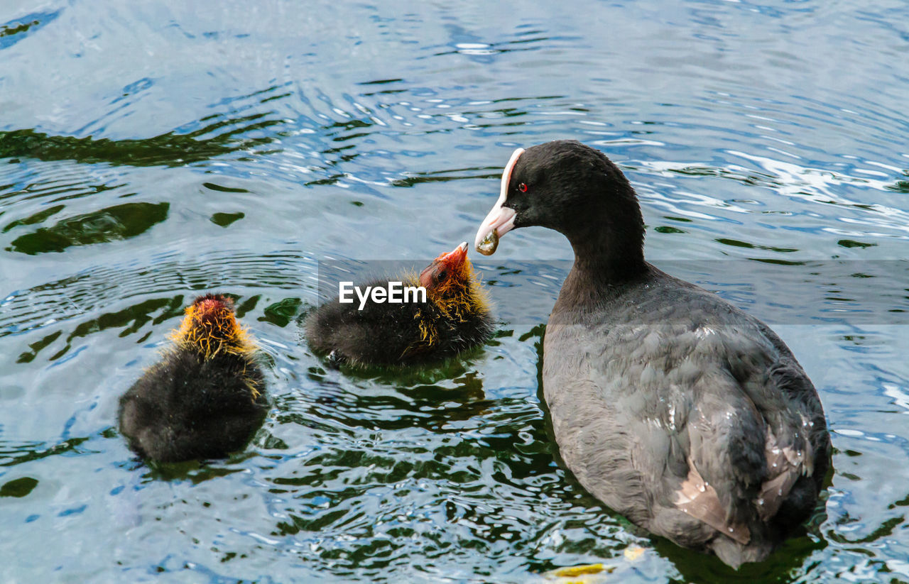 Close-up of a bird with young ones