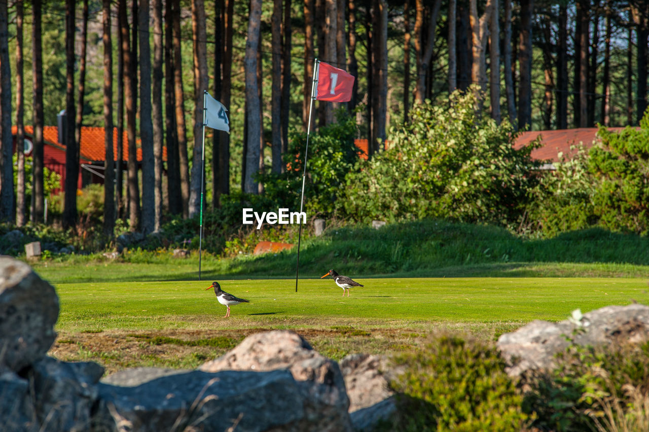 A couple of eurasian oystercatchers haematopus ostralegus on a golf course
