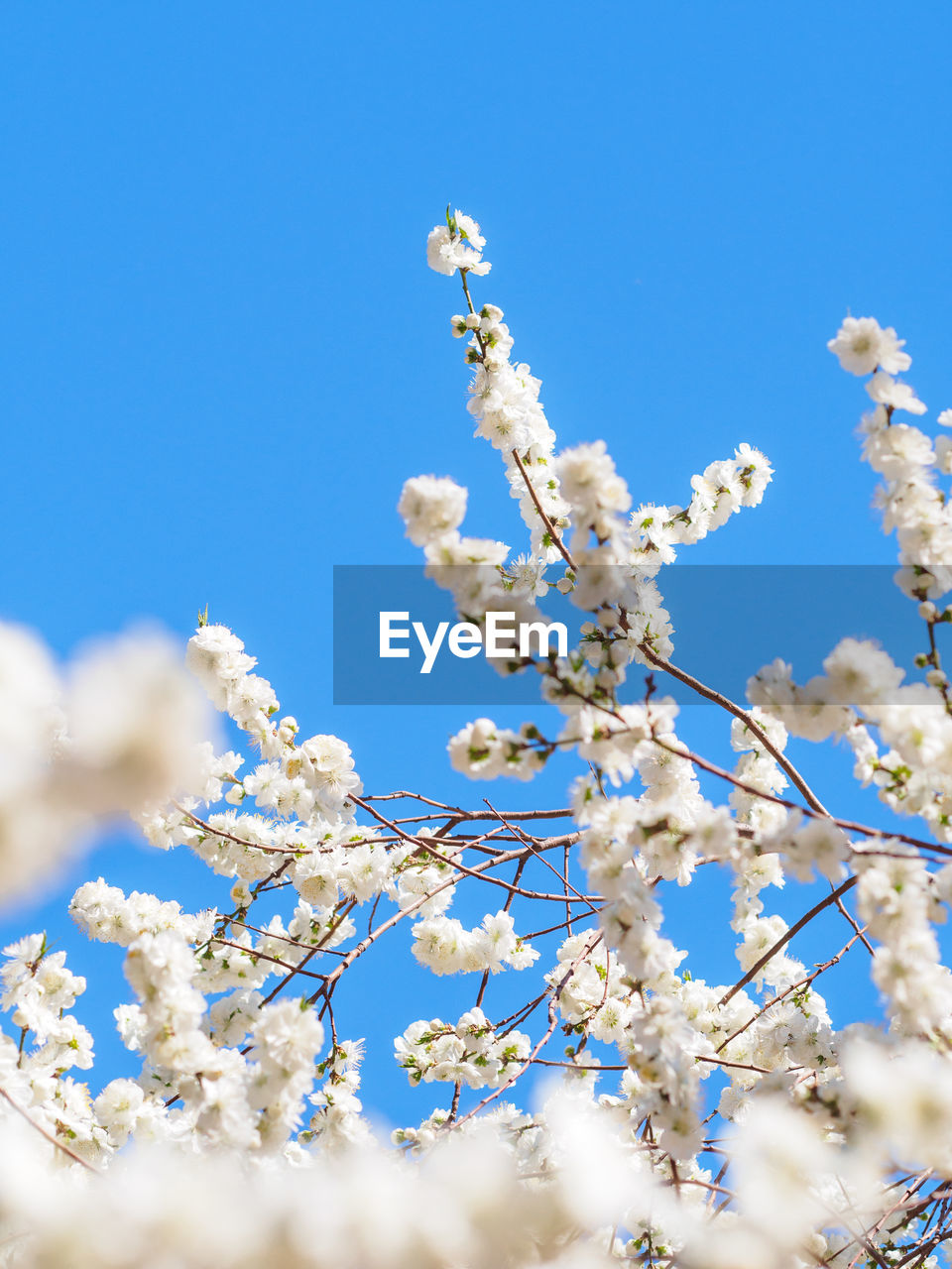 Low angle view of cherry blossom against clear blue sky