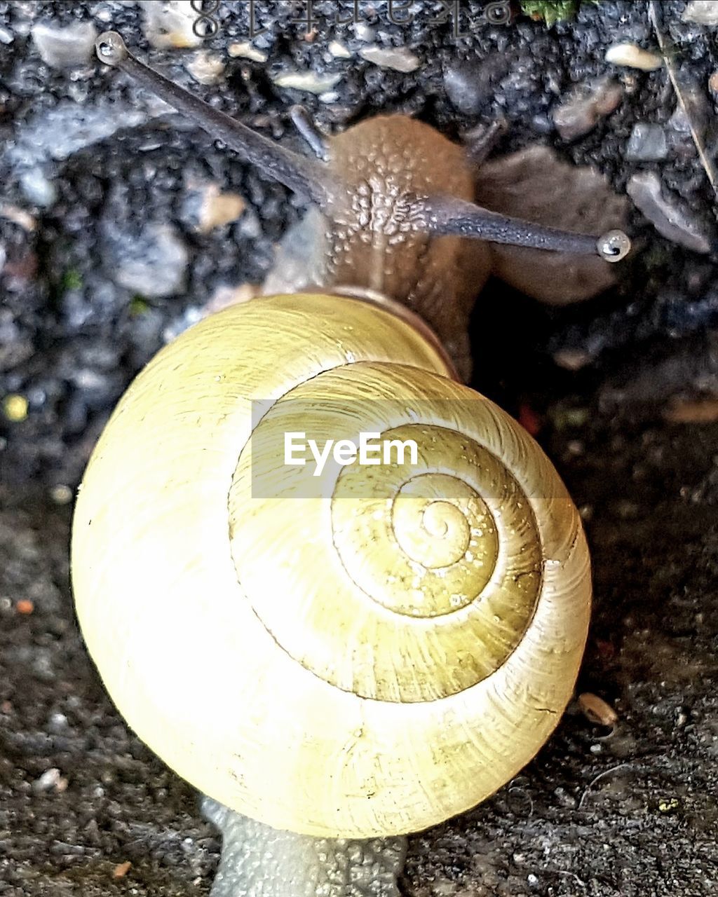 CLOSE-UP OF SNAIL ON DIRT ROAD