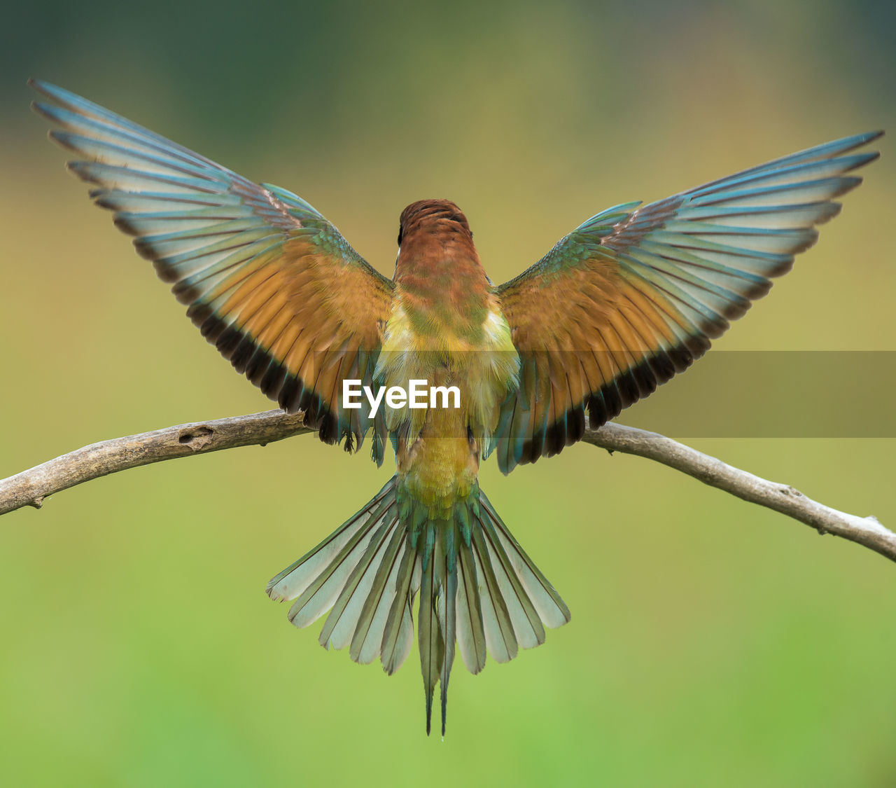 Close-up of bird on branch against blurred background