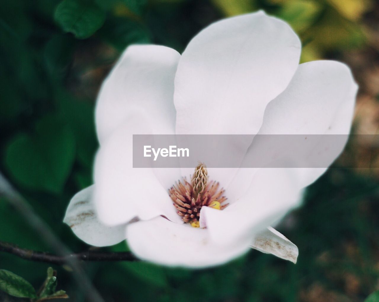 CLOSE-UP OF WHITE FLOWER BLOOMING