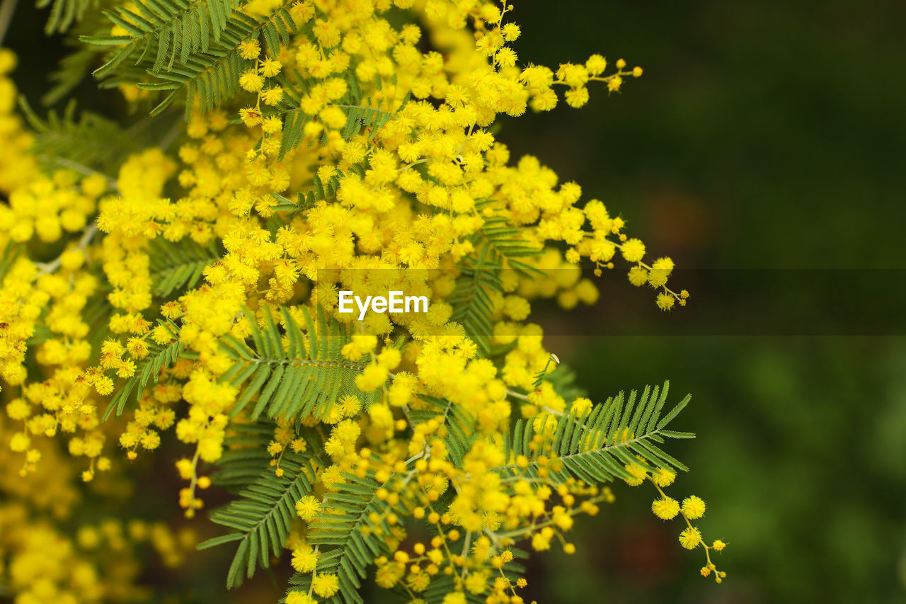 plant, yellow, flower, nature, beauty in nature, produce, flowering plant, freshness, growth, rapeseed, close-up, shrub, green, leaf, tree, no people, plant part, outdoors, food, focus on foreground, food and drink, mustard, macro photography, branch, day, fragility, springtime, sunlight, selective focus, environment, blossom, flower head, land, vibrant color