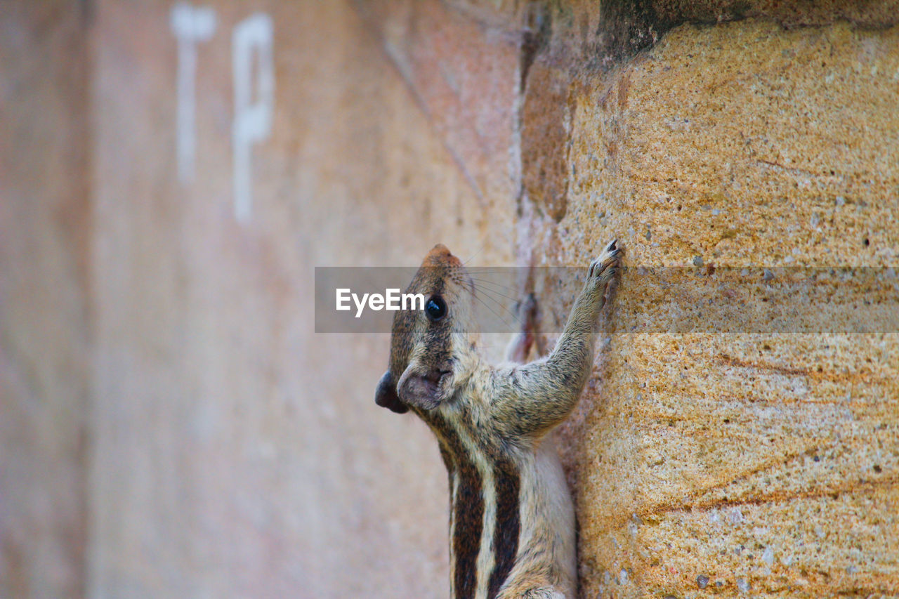 CLOSE-UP OF SQUIRREL