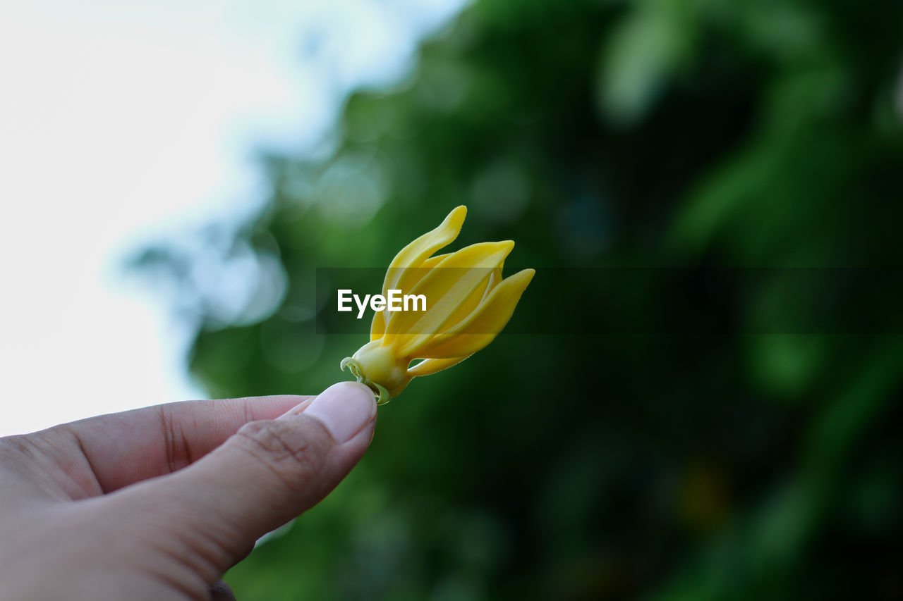 CLOSE-UP OF HAND HOLDING YELLOW ROSE FLOWER