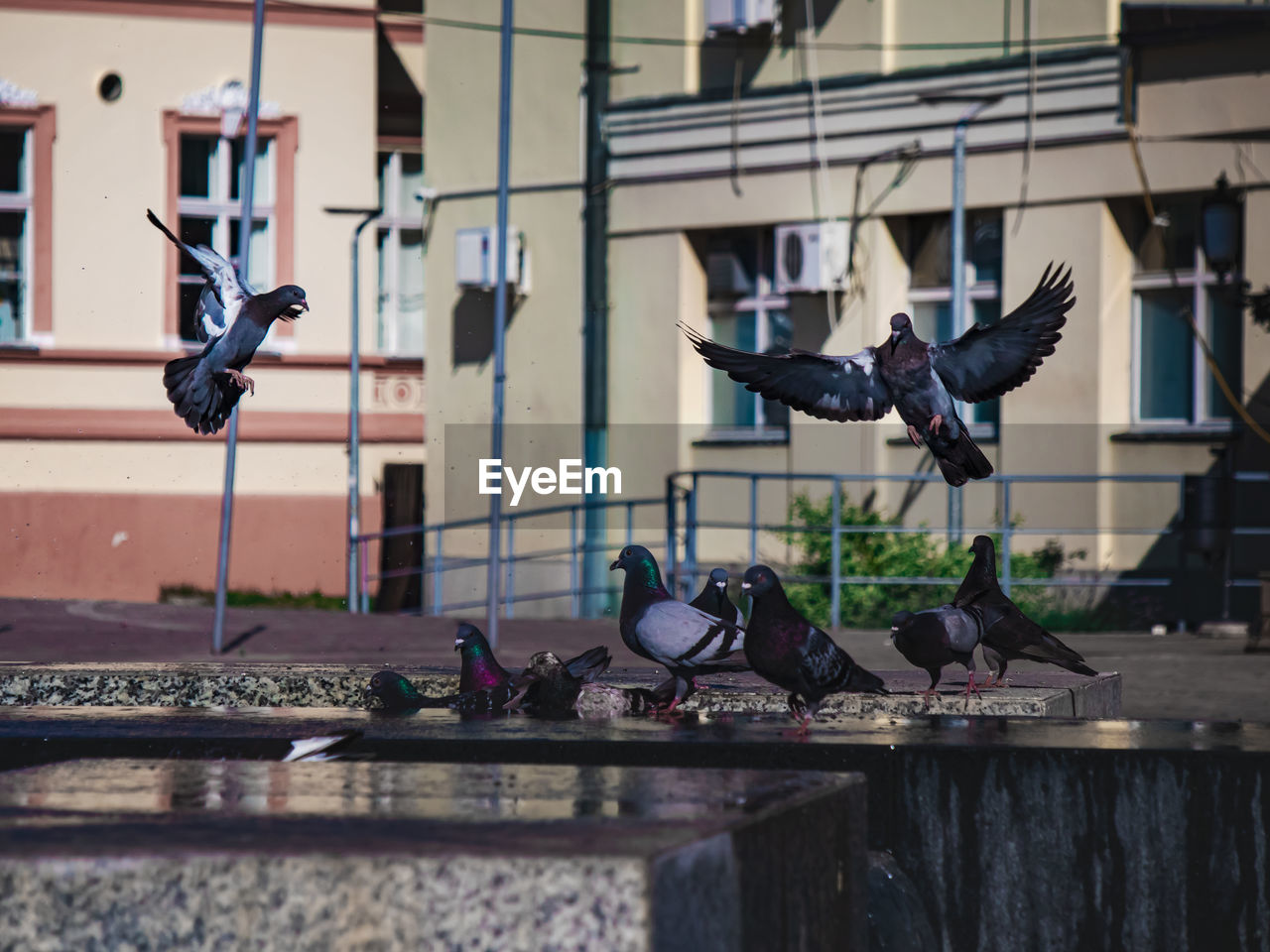 Pigeons landing on a fountain in sombor, serbia