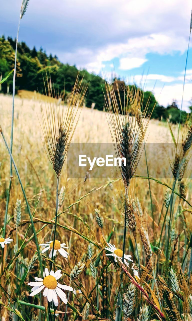 CLOSE-UP OF FLOWERING PLANTS GROWING ON FIELD