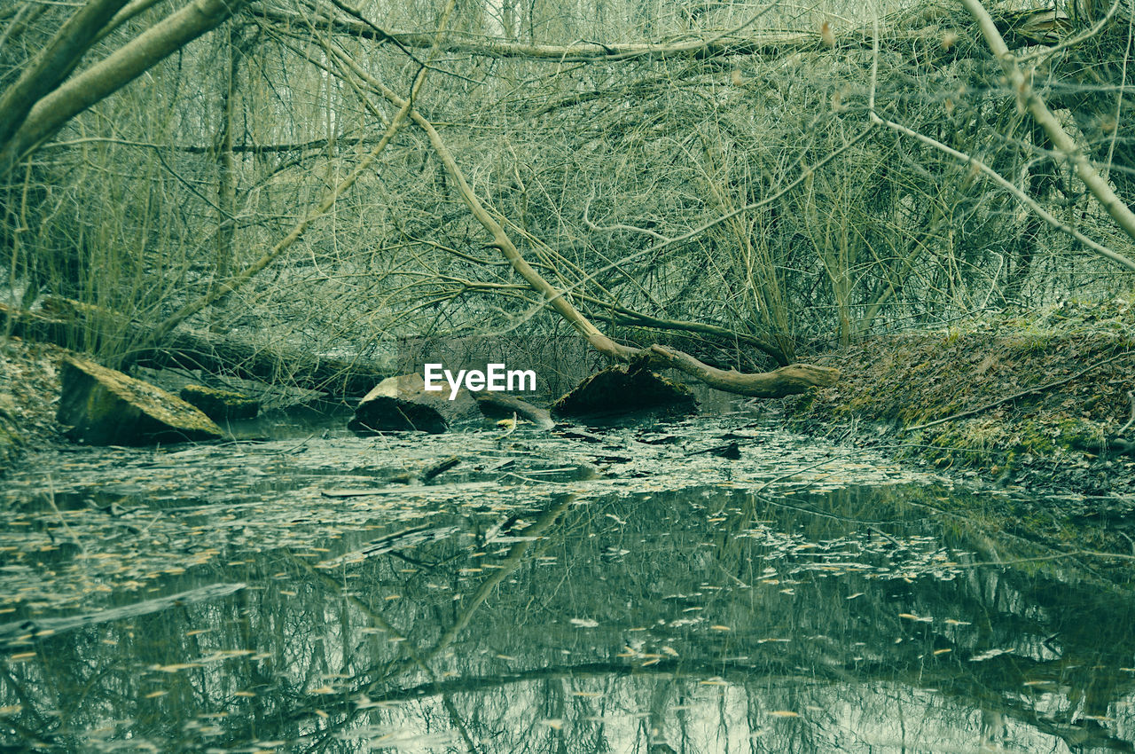 SCENIC VIEW OF LAKE WITH TREE