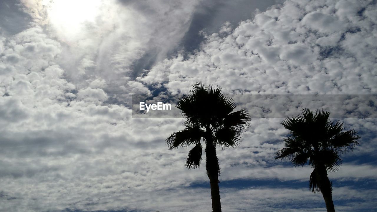 Low angle view of silhouette coconut palm trees against sky