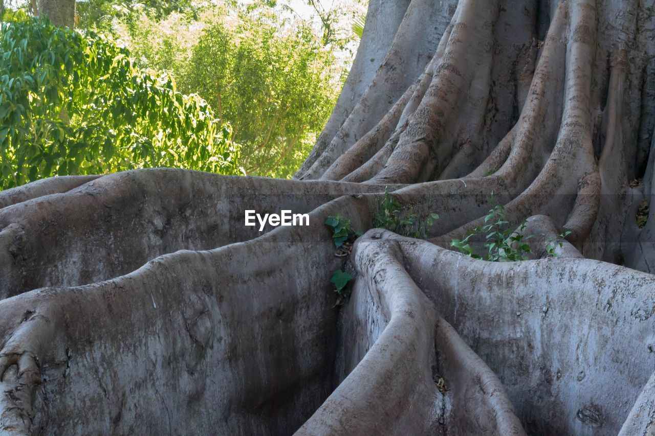 Low angle view of roots of a millennial tree