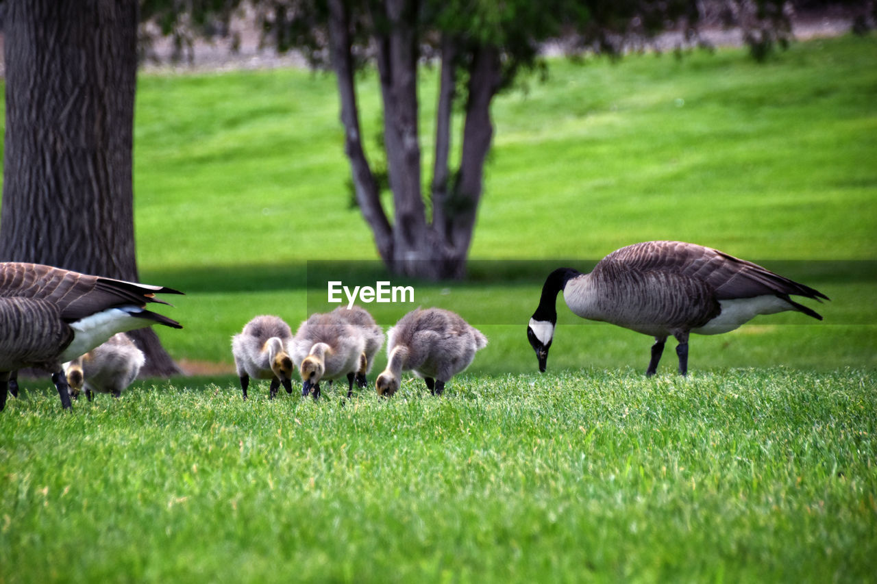 animal themes, animal, grass, plant, group of animals, animal wildlife, bird, wildlife, nature, goose, green, water bird, lawn, field, duck, land, ducks, geese and swans, no people, meadow, tree, outdoors, day, landscape, agriculture, turkey, plain, young animal, beauty in nature, environment, selective focus