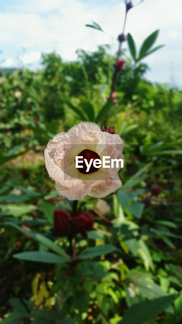 Close-up of flower blooming outdoors