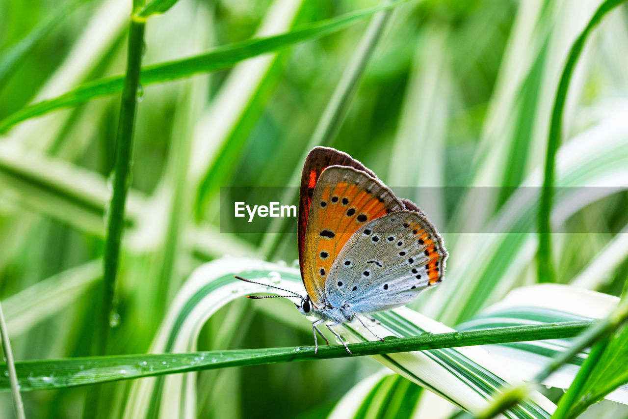 CLOSE-UP OF BUTTERFLY ON FLOWER