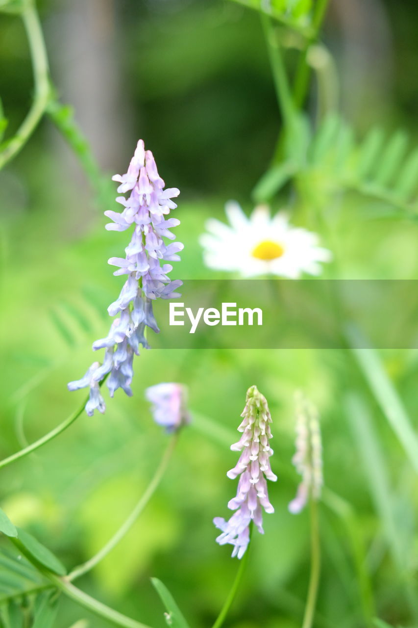 Close-up of purple flowering plant