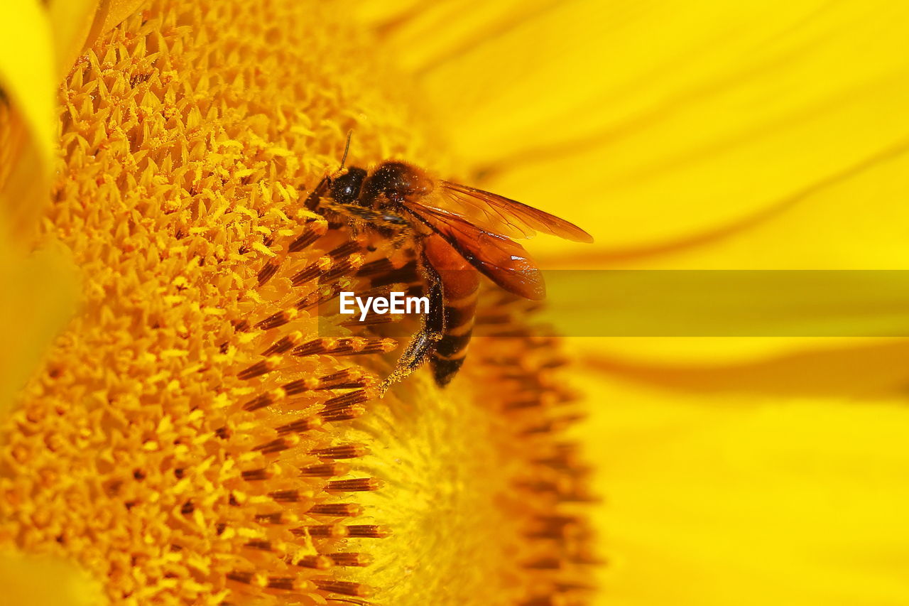 Honey bee collecting pollen from sunflower and pollinating the flower, oil crop cultivation in india