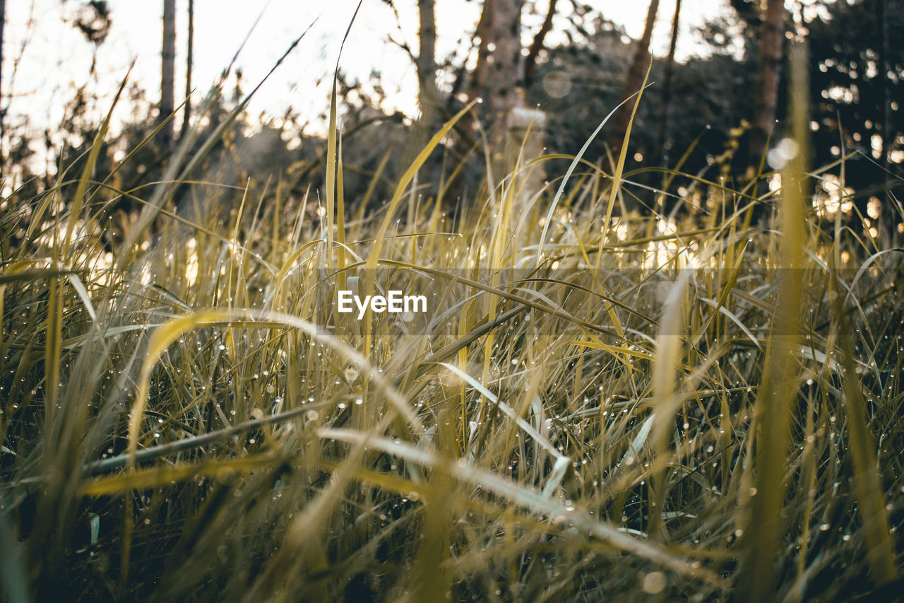 CLOSE-UP OF GRASS GROWING ON FIELD