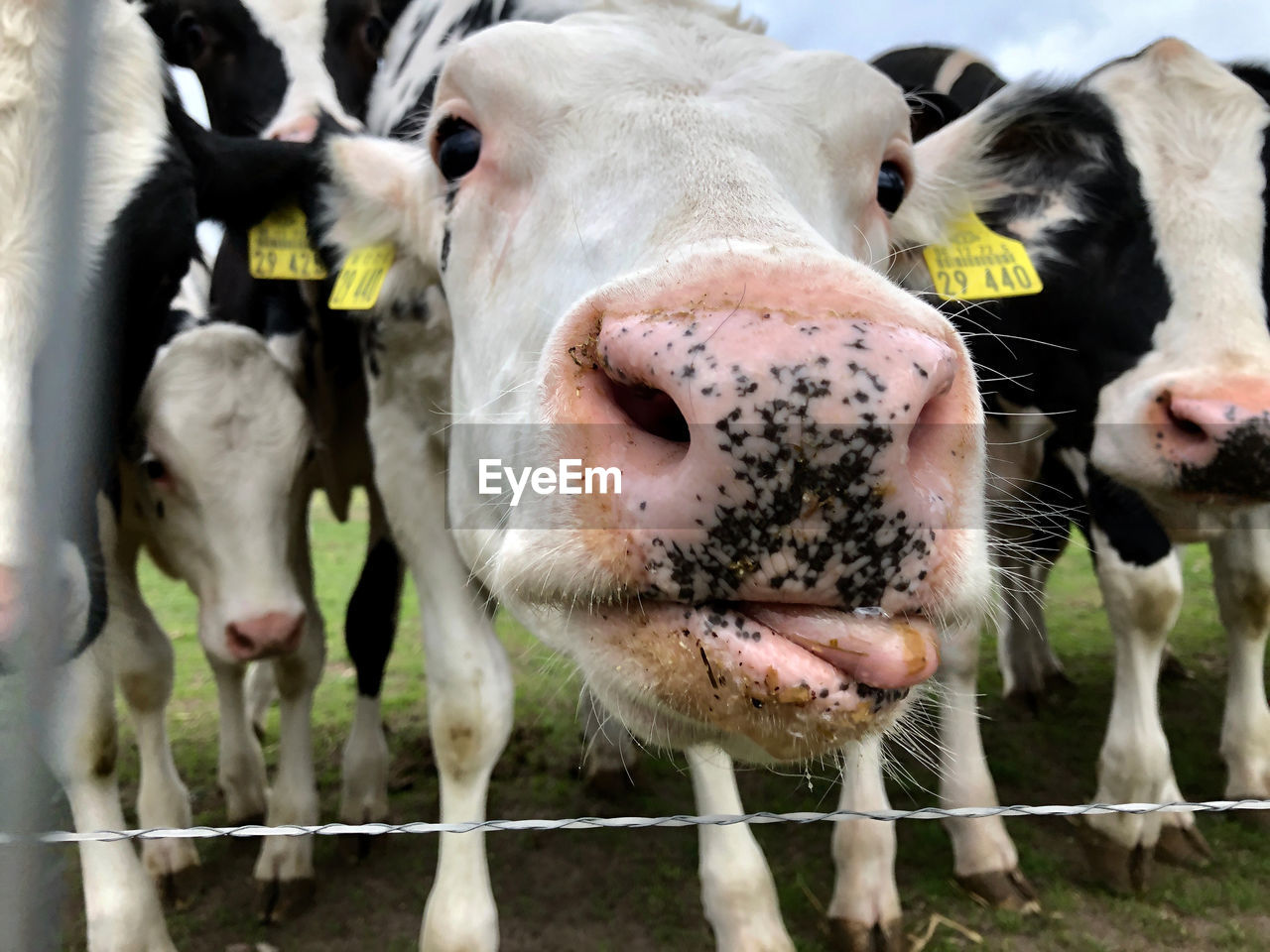 CLOSE-UP PORTRAIT OF COWS