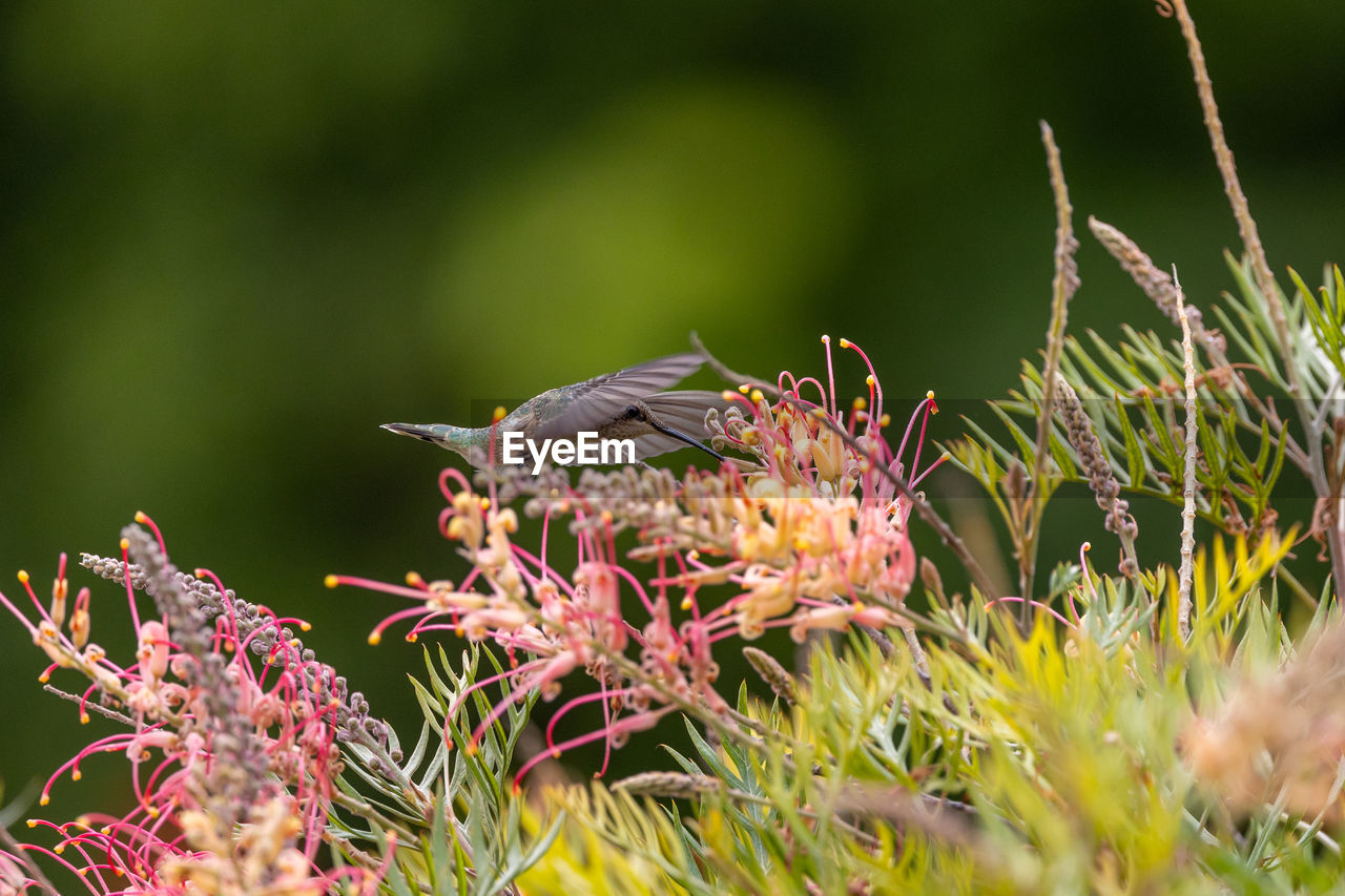 Close up view of an anna's hummingbird in southern california