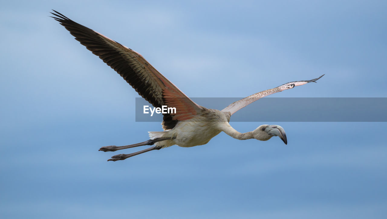 Low angle view of birds flying in sky