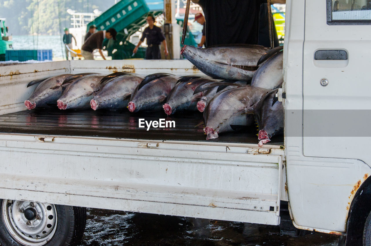 FISH FOR SALE IN MARKET
