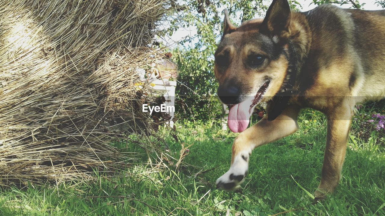 DOG STANDING ON GRASS