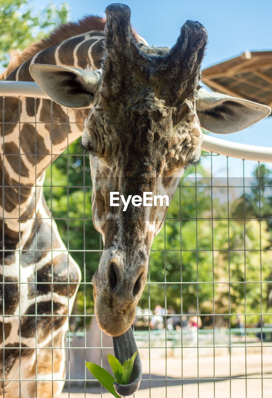 CLOSE-UP OF ELEPHANT IN CAGE