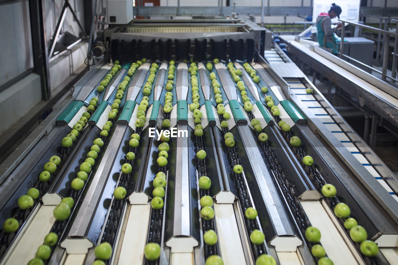 Green apples in factory being sorted
