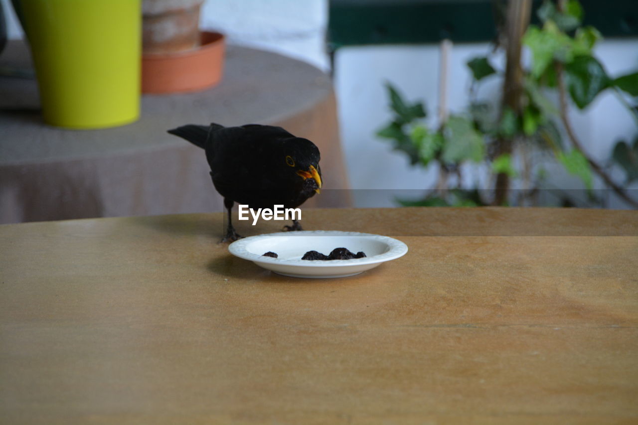 Blackbird feeding on retaining wall