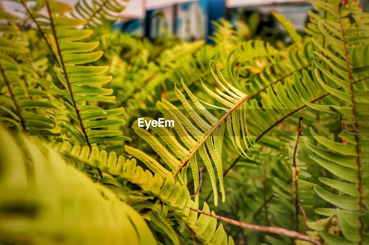 Close-up of fern leaves