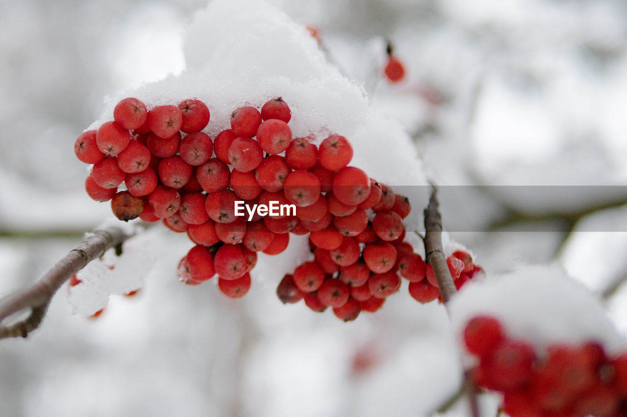 CLOSE-UP OF FROZEN RED BERRIES ON PLANT