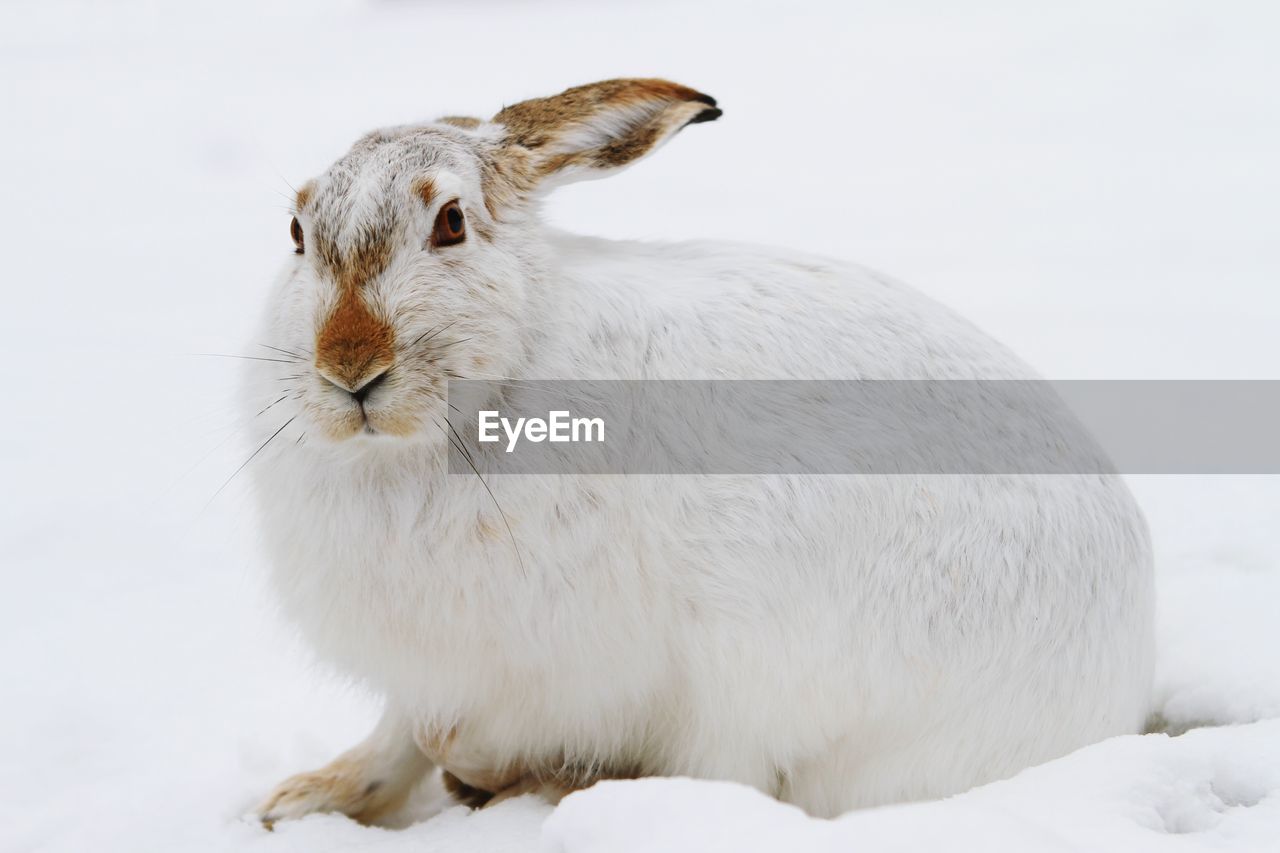 Close-up of rabbit on snow against white background